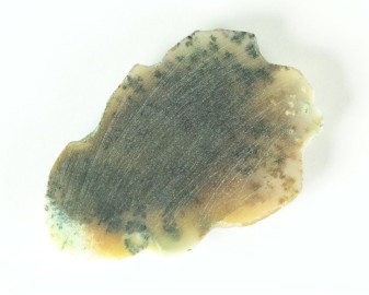 Agat dendrytowy z Kazachstanu Kaboszon 