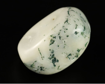 Agat drzewny