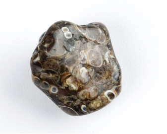 Agat Muszlowy (Turritella)