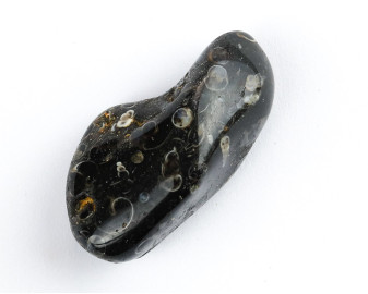 Agat Muszlowy (Turritella)