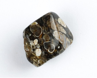 Agat Muszlowy (Turritella)