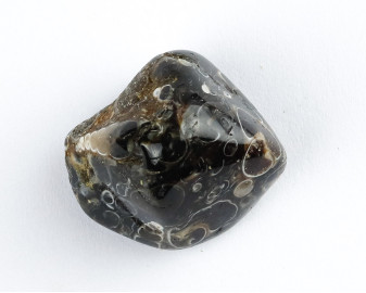 Agat Muszlowy (Turritella)