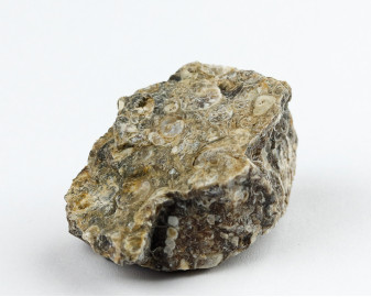 Agat Muszlowy (Turritella)