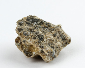 Agat Muszlowy (Turritella)