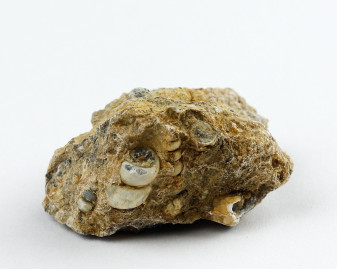 Agat Muszlowy (Turritella)