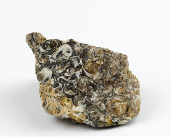 Agat Muszlowy (Turritella)