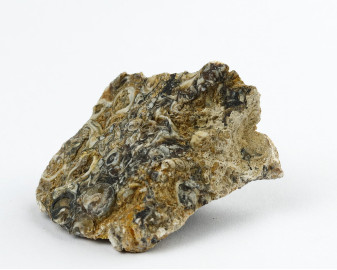 Agat Muszlowy (Turritella)
