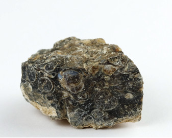 Agat Muszlowy (Turritella)