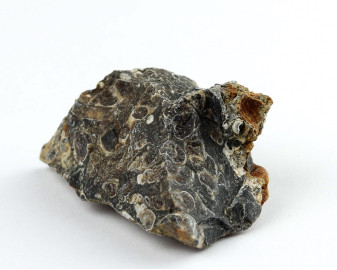 Agat Muszlowy (Turritella)