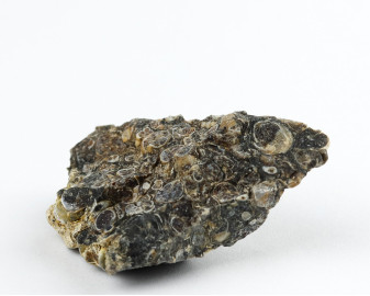 Agat Muszlowy (Turritella)