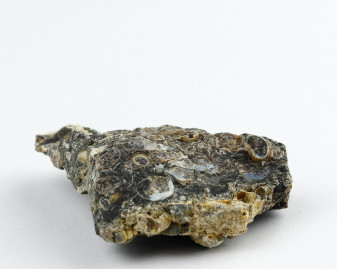Agat Muszlowy (Turritella)