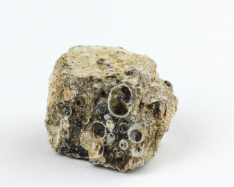 Agat Muszlowy (Turritella)