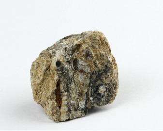 Agat Muszlowy (Turritella)