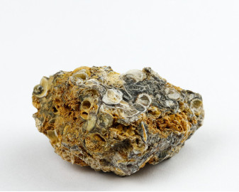 Agat Muszlowy (Turritella)
