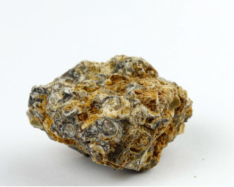Agat Muszlowy (Turritella)