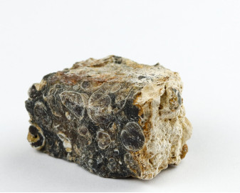 Agat Muszlowy (Turritella)