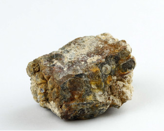 Agat Muszlowy (Turritella)