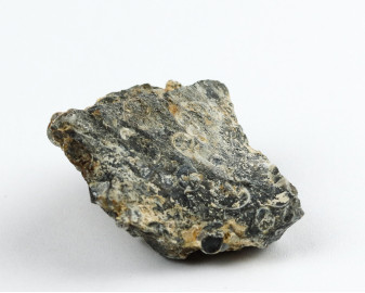 Agat Muszlowy (Turritella)