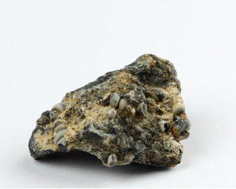 Agat Muszlowy (Turritella)