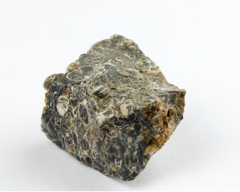 Agat Muszlowy (Turritella)