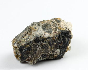 Agat Muszlowy (Turritella)