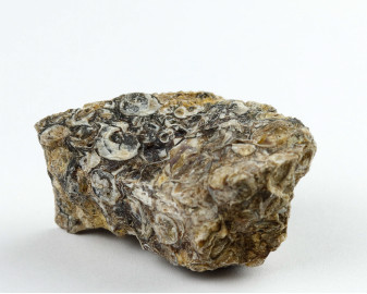 Agat Muszlowy (Turritella)
