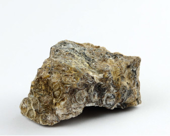 Agat Muszlowy (Turritella)