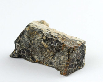 Agat Muszlowy (Turritella)