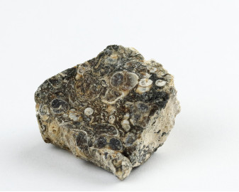 Agat Muszlowy (Turritella)