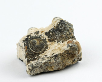 Agat Muszlowy (Turritella)