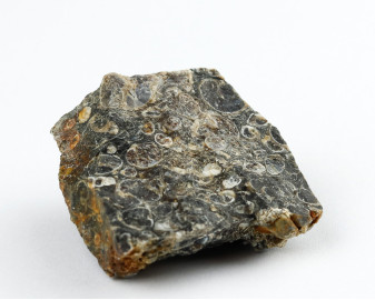 Agat Muszlowy (Turritella)
