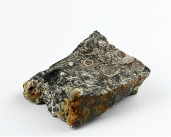 Agat Muszlowy (Turritella)