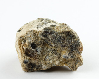 Agat Muszlowy (Turritella)