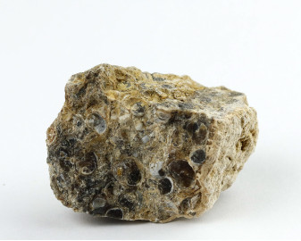 Agat Muszlowy (Turritella)