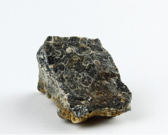 Agat Muszlowy (Turritella)