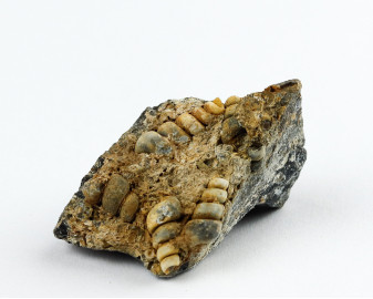 Agat Muszlowy (Turritella)