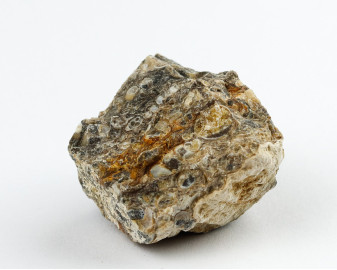 Agat Muszlowy (Turritella)