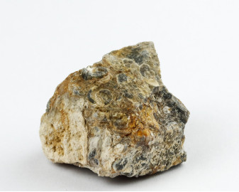 Agat Muszlowy (Turritella)