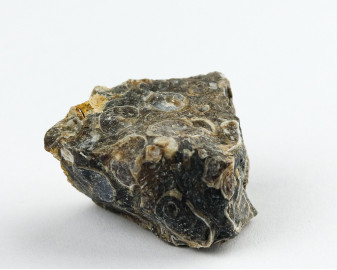Agat Muszlowy (Turritella)