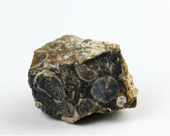 Agat Muszlowy (Turritella)