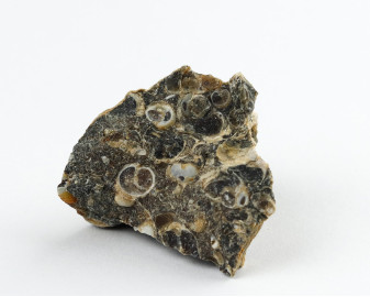 Agat Muszlowy (Turritella)