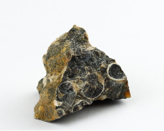 Agat Muszlowy (Turritella)