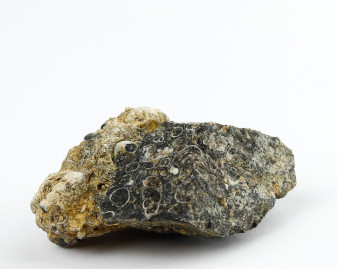 Agat Muszlowy (Turritella)