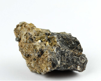 Agat Muszlowy (Turritella)
