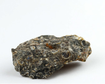 Agat Muszlowy (Turritella)