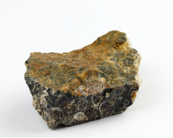 Agat Muszlowy (Turritella)