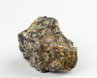 Agat Muszlowy (Turritella)