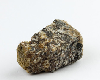 Agat Muszlowy (Turritella)