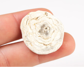 Chalcedonowa Rozeta